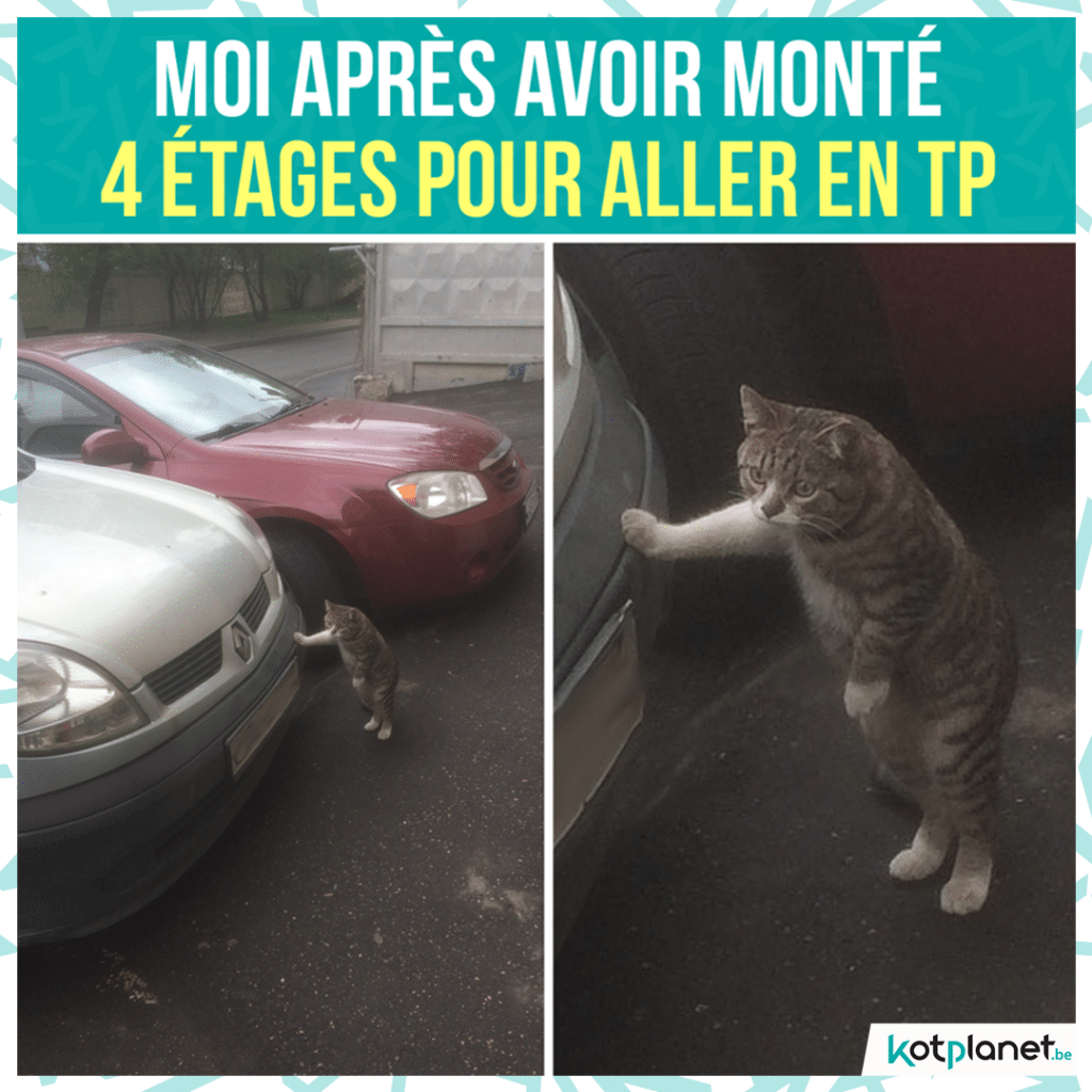 meme-etage-tp